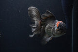 Thai Oranda  Tricolor  5.5 Inch (ID#1231To6c-100)