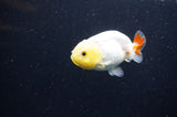 Baby Ranchu  Red White 2.5 Inch (ID#411R9c-25) Free2Day SHIPPING