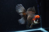 Thai Oranda  Tricolor 6 Inch (ID#224To1b-99)