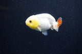 Baby Ranchu  Red White 2.5 Inch (ID#411R9c-25) Free2Day SHIPPING