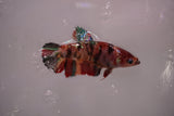 Koi Galaxy  Plakat Female Betta (ID#801-F617) Free2Day SHIPPING