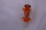 Jade Seal Butterfly  Red White 3.5 Inch (ID#307B8b-34) Free2Day SHIPPING