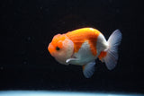 Juvenile Lionchu  Red White 3.5 Inch (ID#1206R11b-23) Free2Day SHIPPING