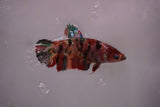 Koi Galaxy  Plakat Female Betta (ID#801-F617) Free2Day SHIPPING