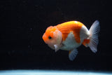 Juvenile Lionchu  Red White 3.5 Inch (ID#1206R11b-23) Free2Day SHIPPING