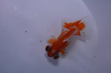 Jade Seal Butterfly  Red White 3.5 Inch (ID#307B8b-34) Free2Day SHIPPING