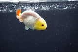 Baby Ranchu  Red White 2.5 Inch (ID#411R9c-25) Free2Day SHIPPING