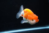 Juvenile Lionchu  Red White 3.5 Inch (ID#1206R11b-23) Free2Day SHIPPING