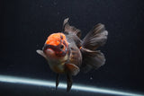 Thai Oranda  Tricolor  5.5 Inch (ID#1231To6c-101)