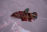 Koi Galaxy  Plakat Female Betta (ID#801-F617) Free2Day SHIPPING