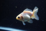 Juvenile Thai Oranda  Panda 3.5 Inch (ID#1220To12c-67) Free2Day SHIPPING