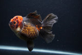 Thai Oranda  Tricolor  5.5 Inch (ID#1231To6c-101)