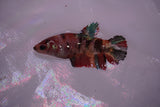 Koi Galaxy  Plakat Female Betta (ID#801-F617) Free2Day SHIPPING