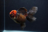 Thai Oranda  Tricolor  5.5 Inch (ID#1231To6c-101)