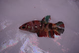 Koi Galaxy  Plakat Female Betta (ID#801-F617) Free2Day SHIPPING