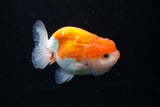 Juvenile Lionchu  Red White 3.5 Inch (ID#1206R11b-23) Free2Day SHIPPING