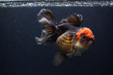 Thai Oranda  Tricolor  5.5 Inch (ID#1231To6c-101)