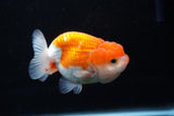 Juvenile Lionchu  Red White 3.5 Inch (ID#1206R11b-23) Free2Day SHIPPING