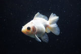 Juvenile Thai Oranda  Panda 3.5 Inch (ID#1220To12c-67) Free2Day SHIPPING