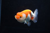 Juvenile Lionchu  Red White 3.5 Inch (ID#1206R11b-23) Free2Day SHIPPING