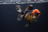 Thai Oranda  Tricolor  5.5 Inch (ID#1231To6c-101)