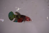 Candy Koi   Plakat Female Betta (ID#801-F618) Free2Day SHIPPING