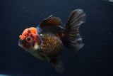 Thai Oranda  Tricolor  5.5 Inch (ID#1231To6c-101)