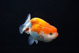 Juvenile Lionchu  Red White 3.5 Inch (ID#1206R11b-23) Free2Day SHIPPING