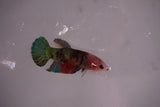 Candy Koi   Plakat Female Betta (ID#801-F618) Free2Day SHIPPING