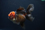 Thai Oranda  Tricolor  5.5 Inch (ID#1231To6c-101)