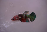 Candy Koi   Plakat Female Betta (ID#801-F618) Free2Day SHIPPING