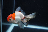 Juvenile Thai Oranda  Tricolor 3.5 Inch (ID#1220To12c-68) Free2Day SHIPPING