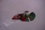 Candy Koi   Plakat Female Betta (ID#801-F618) Free2Day SHIPPING