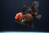 Thai Oranda  Tricolor  5.5 Inch (ID#1231To6c-101)