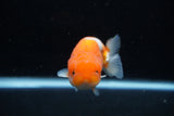 Juvenile Lionchu  Red White 3.5 Inch (ID#1206R11b-24) Free2Day SHIPPING