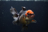 Thai Oranda  Tricolor  5.5 Inch (ID#1231To6c-101)