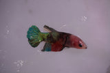 Candy Koi   Plakat Female Betta (ID#801-F618) Free2Day SHIPPING