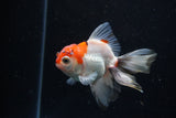 Juvenile Thai Oranda  Tricolor 3.5 Inch (ID#1220To12c-68) Free2Day SHIPPING