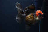 Thai Oranda  Tricolor  5.5 Inch (ID#1231To6c-101)