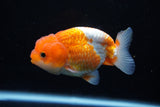 Juvenile Lionchu  Red White 3.5 Inch (ID#1206R11b-24) Free2Day SHIPPING