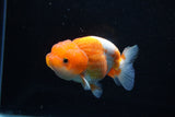 Juvenile Lionchu  Red White 3.5 Inch (ID#1206R11b-24) Free2Day SHIPPING