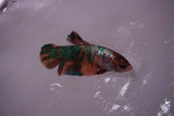 Candy Koi   Plakat Female Betta (ID#801-F619) Free2Day SHIPPING