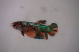 Candy Koi   Plakat Female Betta (ID#801-F619) Free2Day SHIPPING