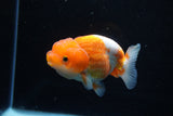 Juvenile Lionchu  Red White 3.5 Inch (ID#1206R11b-24) Free2Day SHIPPING