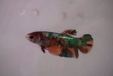 Candy Koi   Plakat Female Betta (ID#801-F619) Free2Day SHIPPING