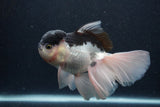 Thai Oranda  Panda 5.5 Inch (ID#1231To6c-102)