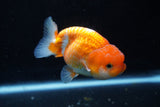 Juvenile Lionchu  Red White 3.5 Inch (ID#1206R11b-24) Free2Day SHIPPING