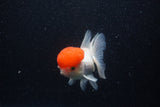 Thai Oranda  Red Cap 5.5 Inch (ID#221To1b-97)