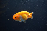 Baby Ranchu  Red White 3 Inch (ID#411R9c-27) Free2Day SHIPPING