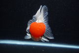 Thai Oranda  Red Cap 5.5 Inch (ID#221To1b-97)